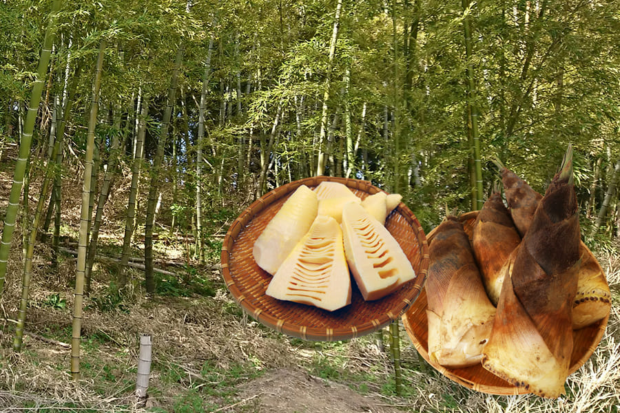 山形の朝堀りたけのこ(谷定孟宗)約3kg