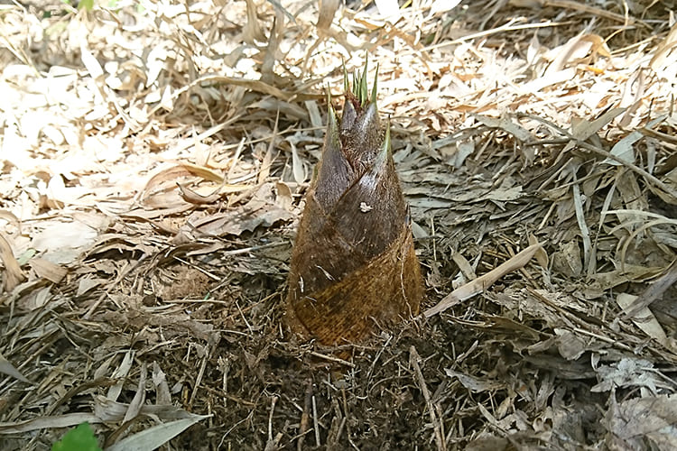 山形の朝堀りたけのこ(谷定孟宗)約3kg