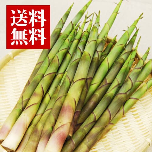 月山筍