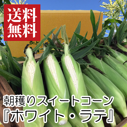 朝穫り白トウモロコシ『ホワイトラテ』