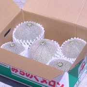 �˾奿���ߥ�����5�̡�6�̡ˡ�2008ǯ��ͽ��������