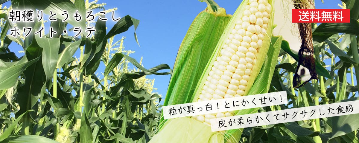 ホワイトラテ1