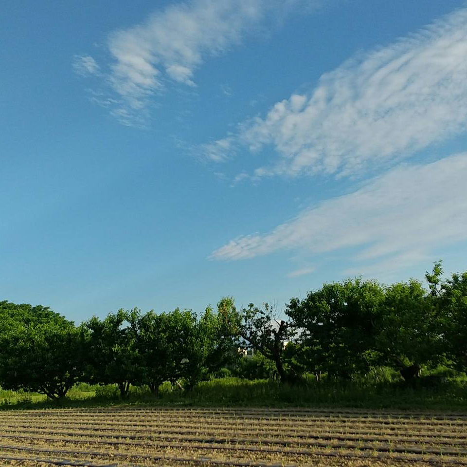 山の市場のとうもろこし畑