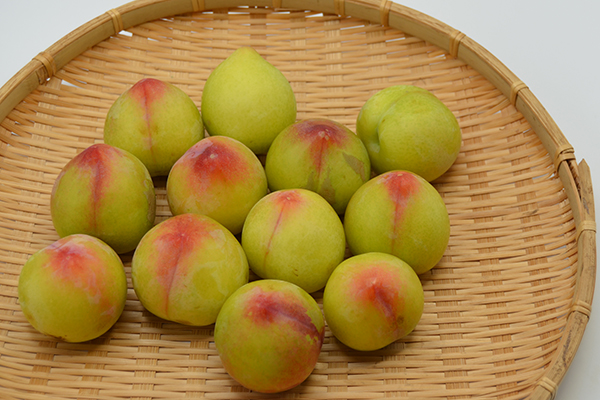 すももの取材 山形うまいずマーケット