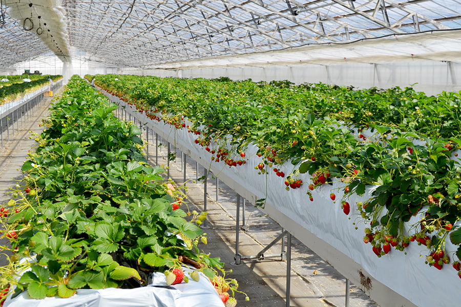 神町いちご倶楽部