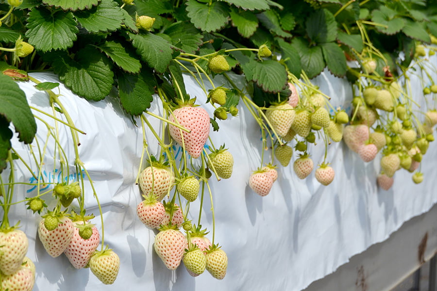 神町いちご倶楽部