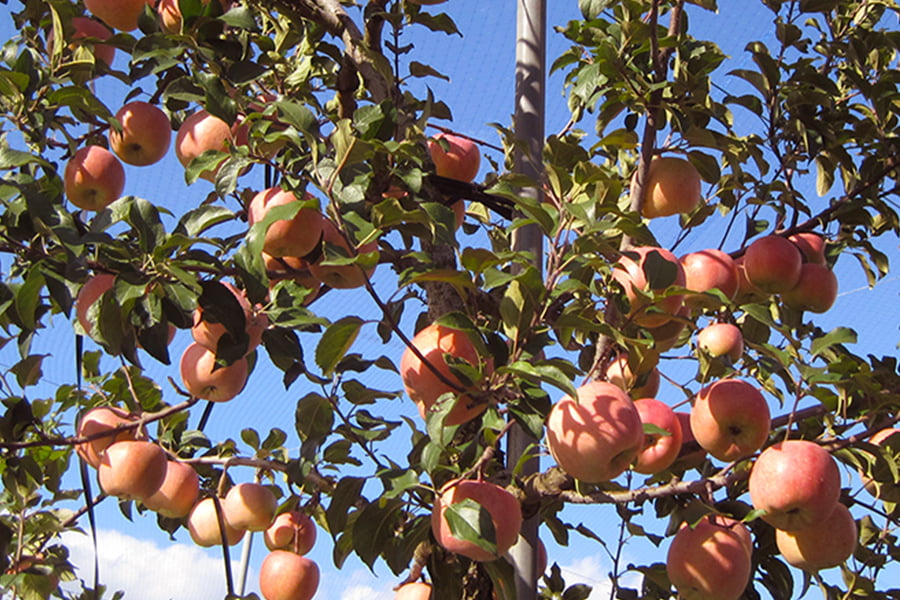 山形のりんご高徳(こうとく)