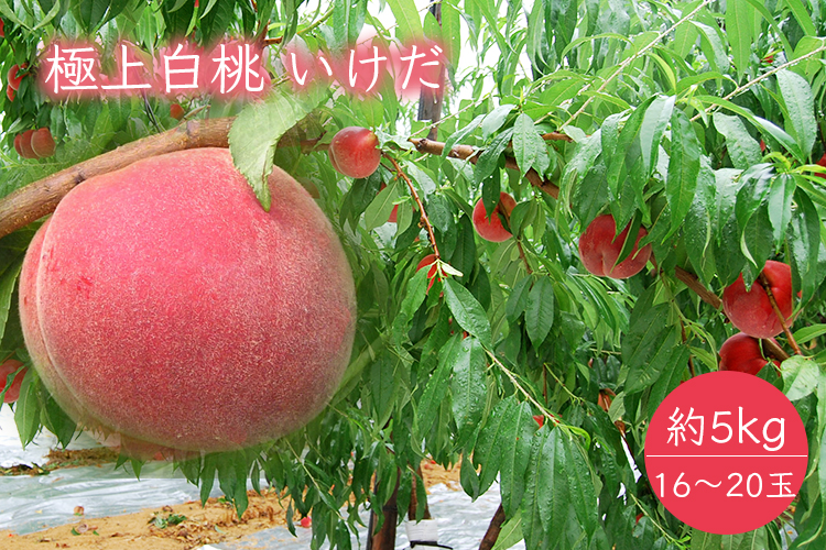 極上白桃いけだ約5kg 約16玉 玉
