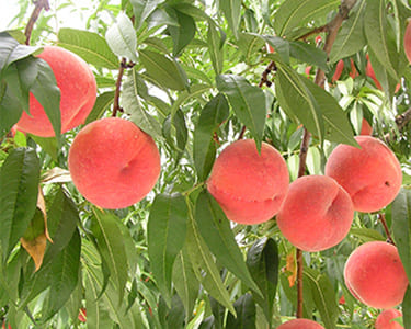 極上白桃いけだ約3kg 10玉前後