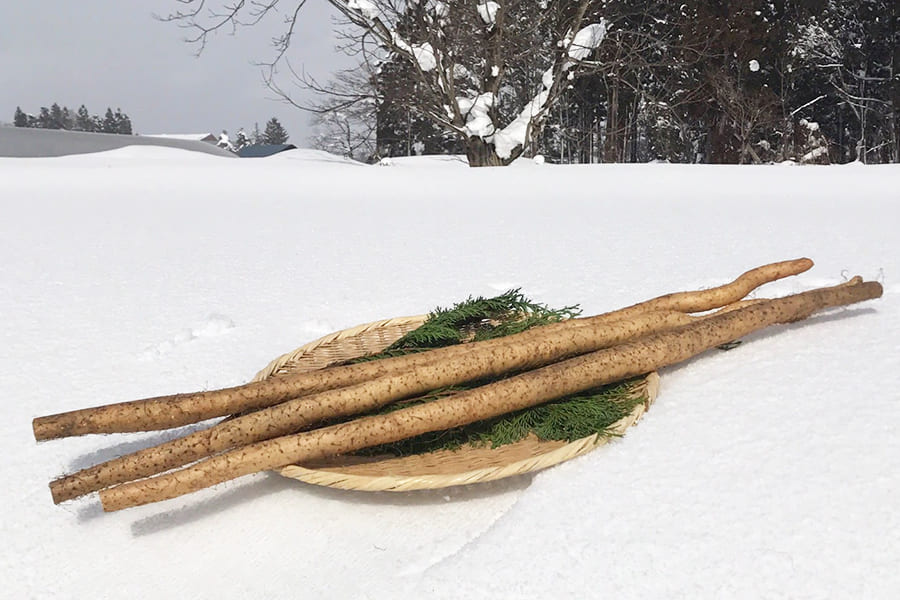 雪国育ちの自然薯