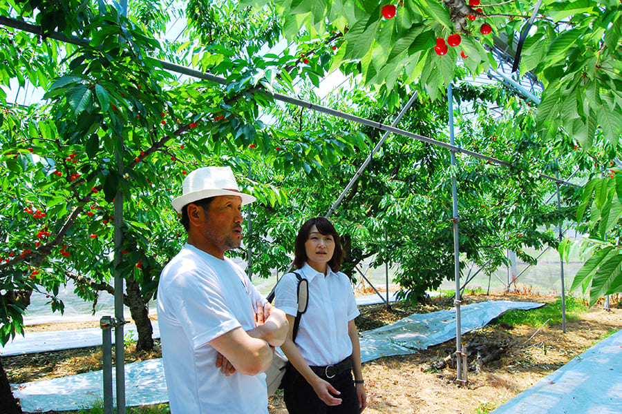 堀さんのさくらんぼ畑