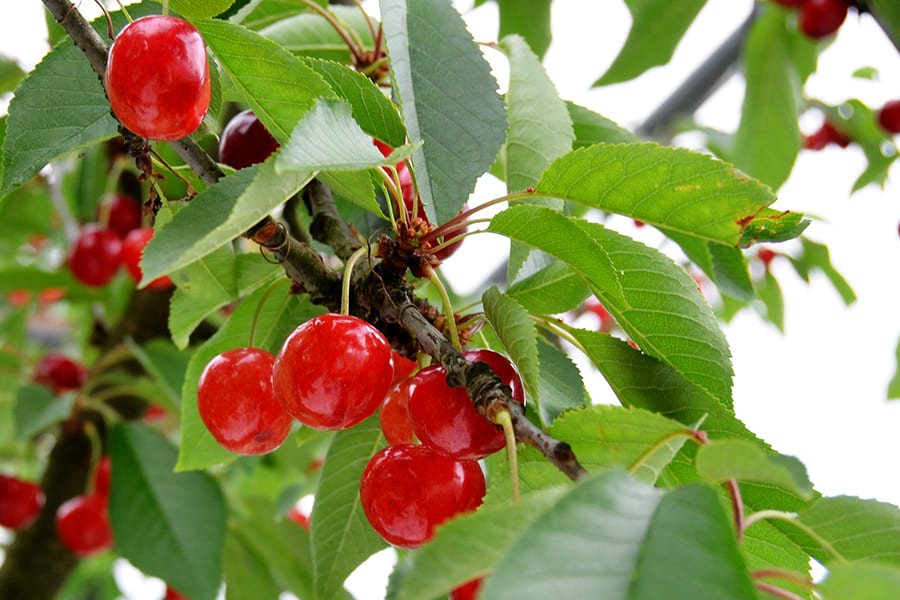 堀さんのさくらんぼ紅秀峰