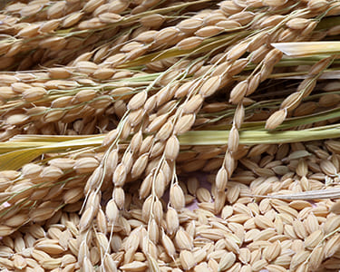 つや姫鷹山米2kg[特別栽培米]