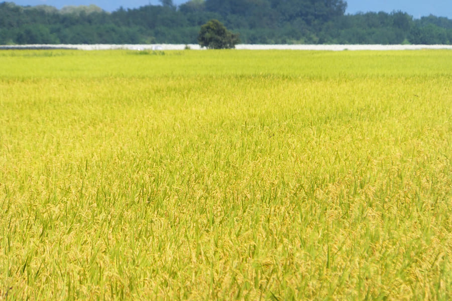 山形県米沢産つや姫2kg[特別栽培米]