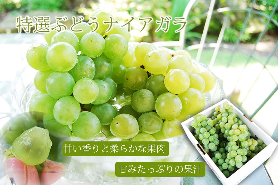 特選ぶどうナイアガラ