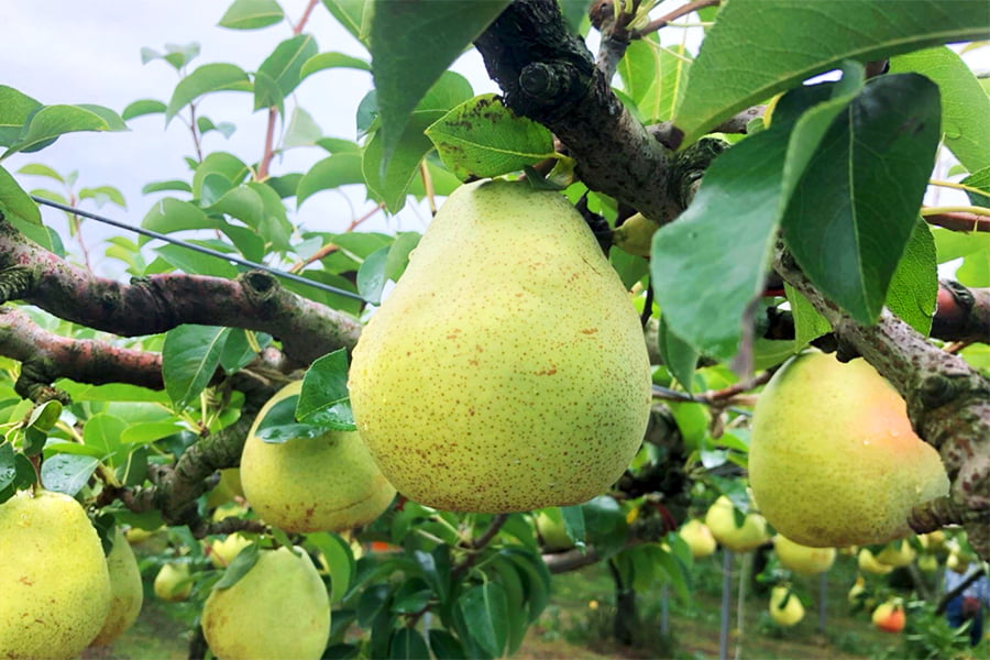 特選洋梨マリゲットマリーラ