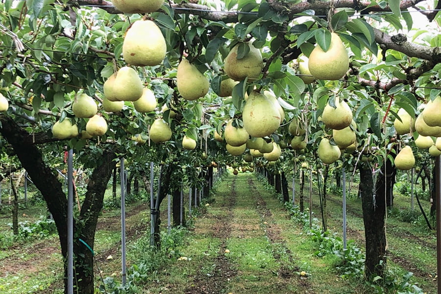 特選洋梨マリゲットマリーラ