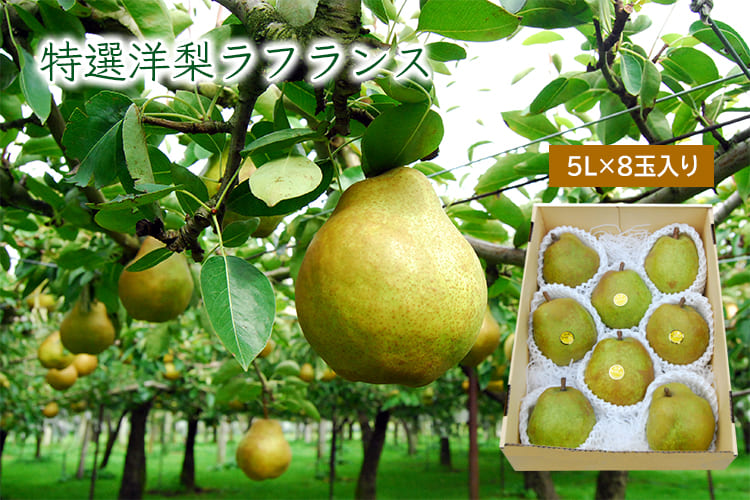 特選大玉ラフランス[5L-8玉]