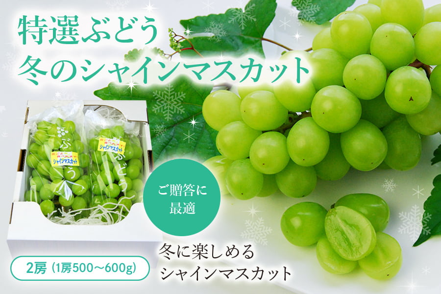 特選ぶどう冬のシャインマスカット