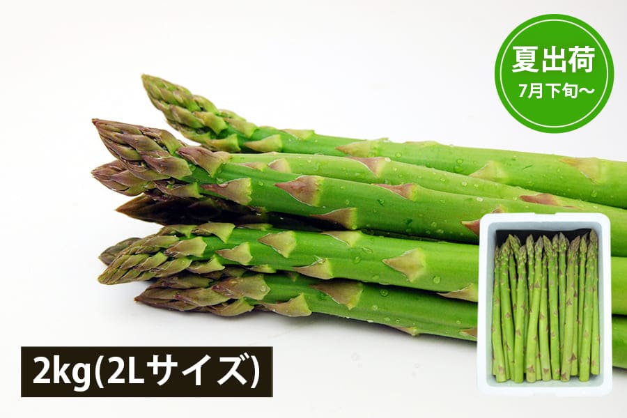 アスパラガス苗　2Lサイズ　20株 極太銀山アスパラガス2kg(2Lサイズ)＜夏出荷＞