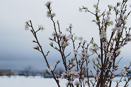 山形の啓翁桜(けいおうざくら)[80cm8本束]