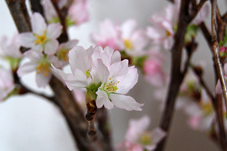 山形の啓翁桜(けいおうざくら)[80cm8本束]