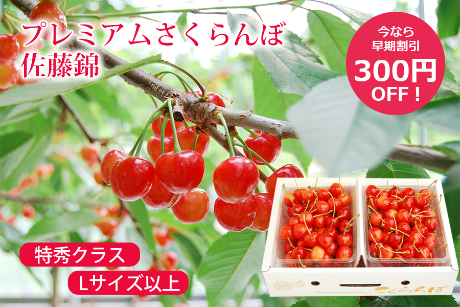 プレミアムさくらんぼ佐藤錦1kgバラ詰Lサイズ以上(500g×2)"