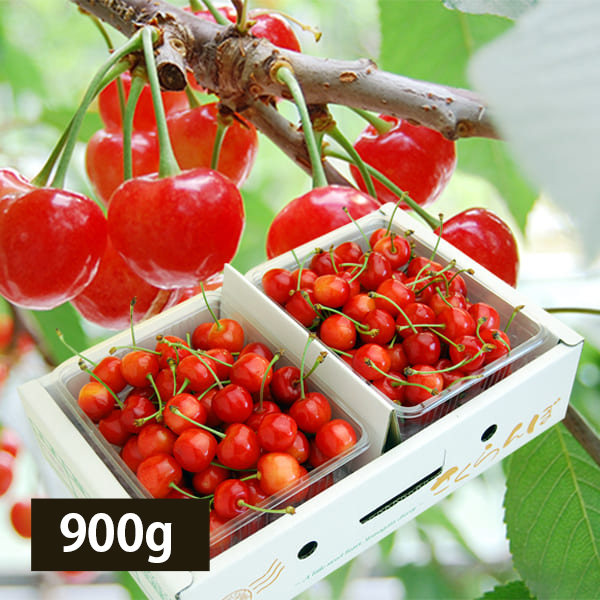 プレミアムさくらんぼ佐藤錦900gバラ詰Mサイズ(450g×2)
