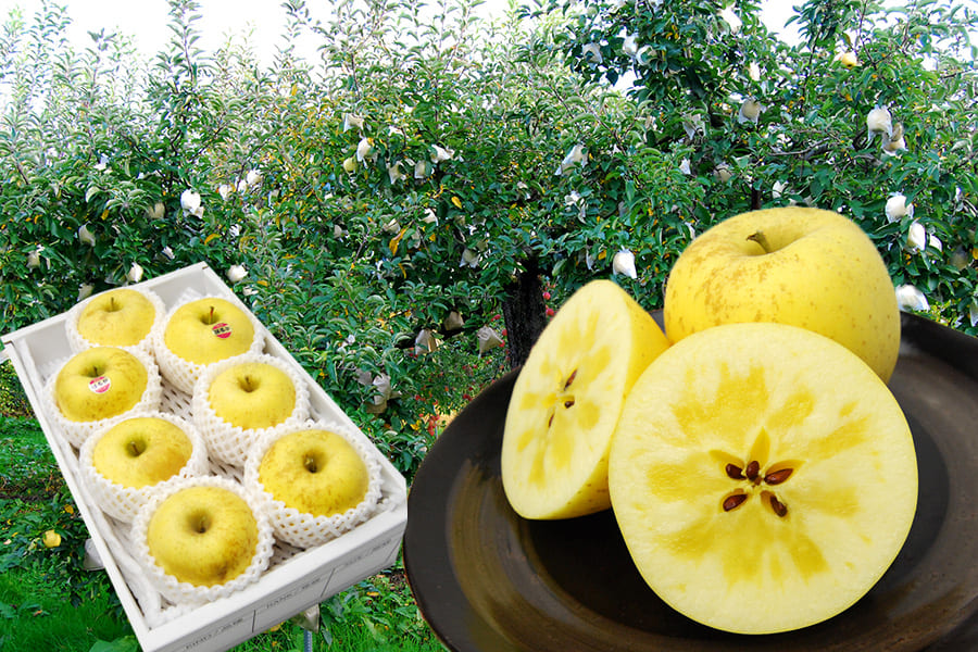 プレミアム蜜入りりんごはるか約2kg(6～9玉)