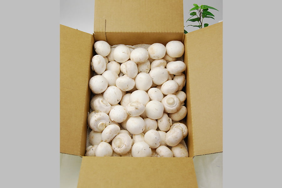 舟形マッシュルーム