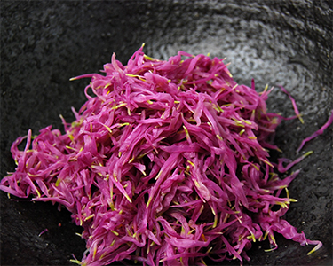 山形の食用菊もってのほか