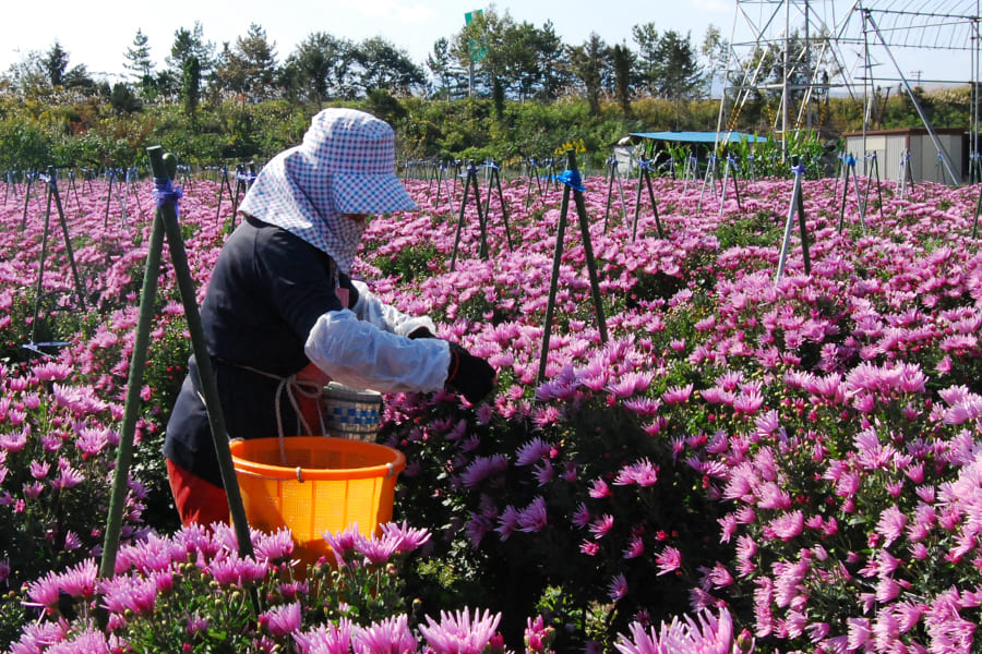 山形の食用菊もってのほか(黄金もって)