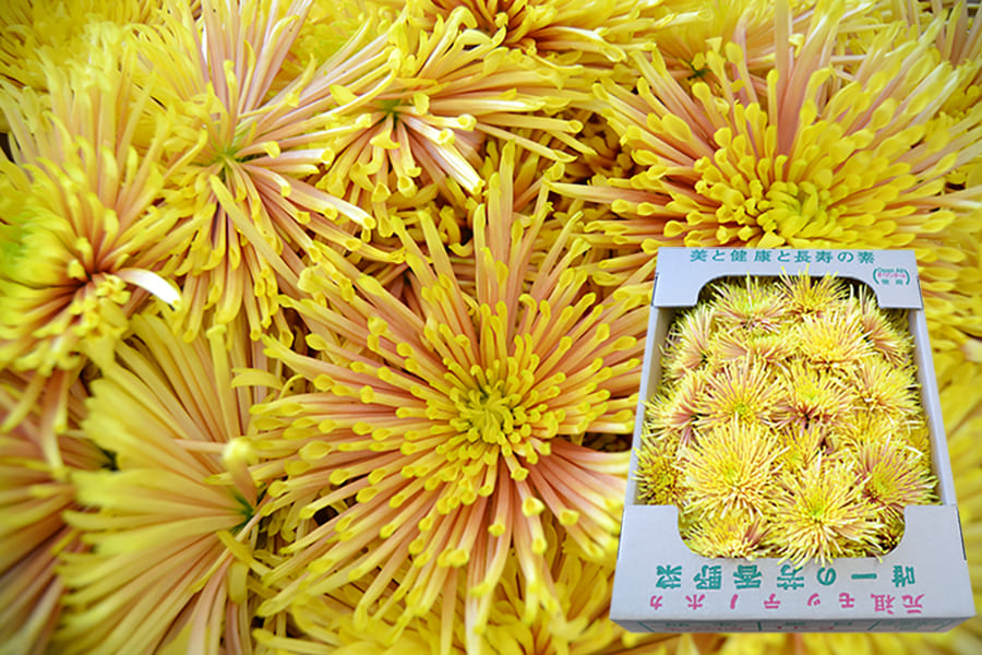 山形の食用菊もってのほか