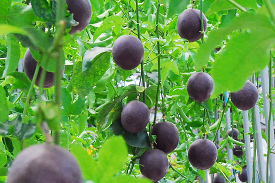 100BERRIES／パッションフルーツジェラート