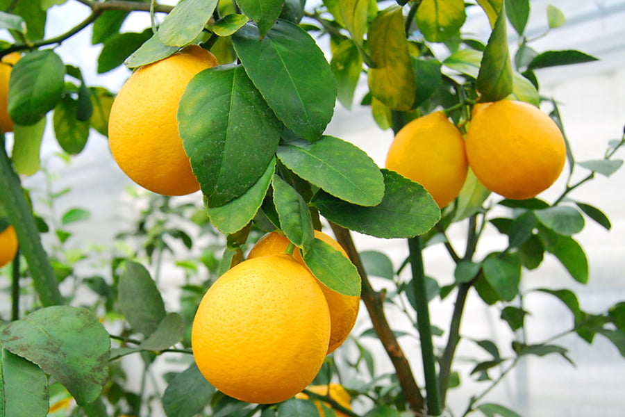 100BERRIES／レモンジェラート