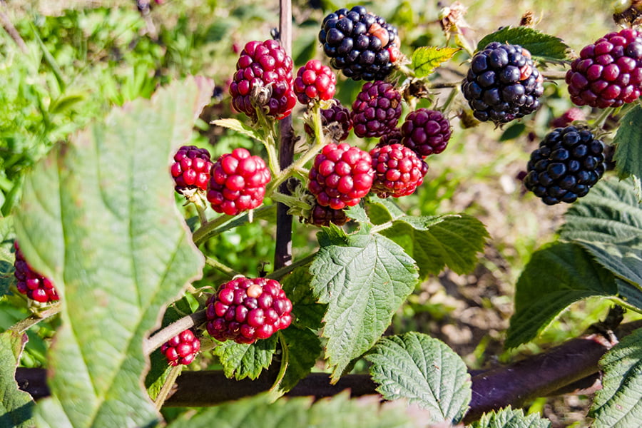 100BERRIES／ラズベリージェラート