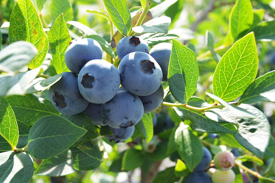 100BERRIES／ブルーベリージェラート