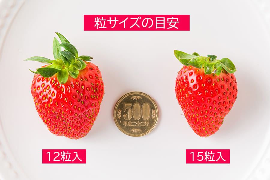 朝摘みいちご15粒入(よつぼし)