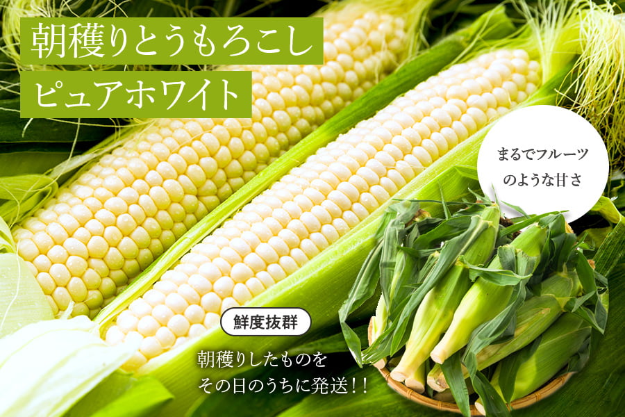 朝穫りとうもろこしピュアホワイト(10〜12本程度)