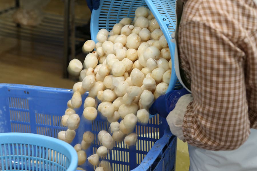 山形特産洗い里芋