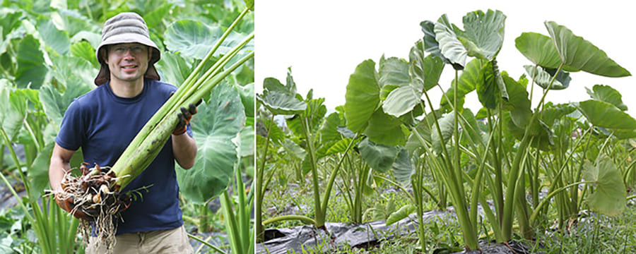 山形特産洗い里芋