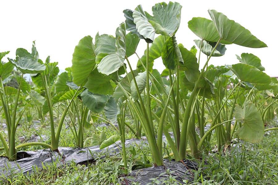 山形特産洗い里芋