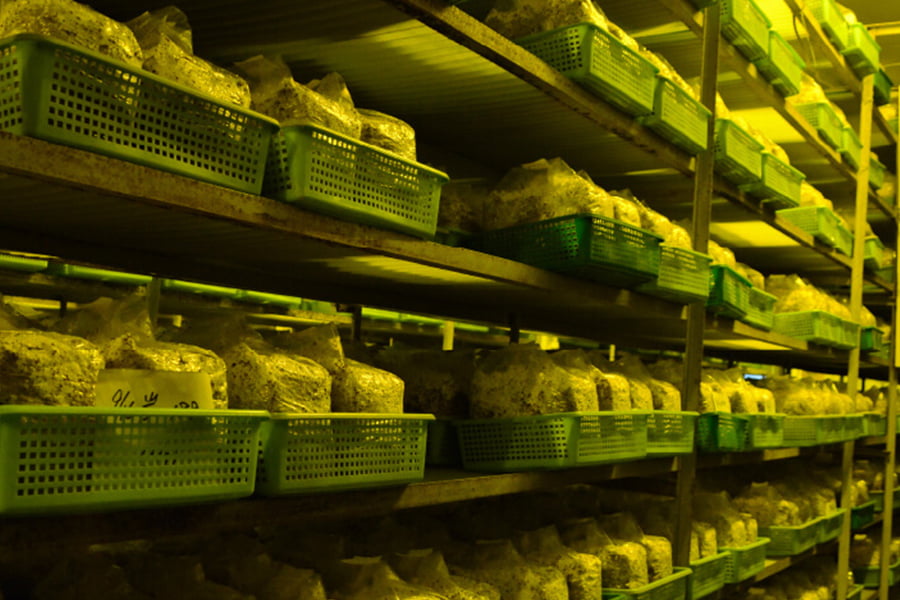 最上まいたけ／コクうま舞茸