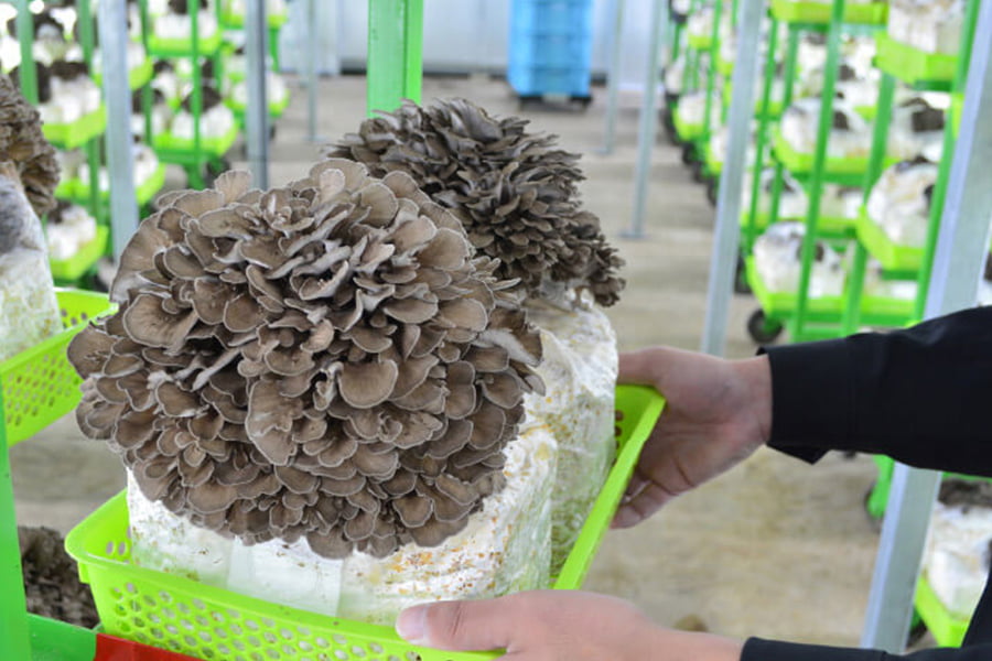 最上まいたけ/コクうま舞茸