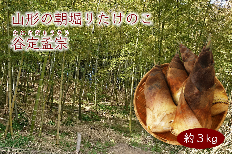 山形の朝堀りたけのこ 谷定孟宗 3kg