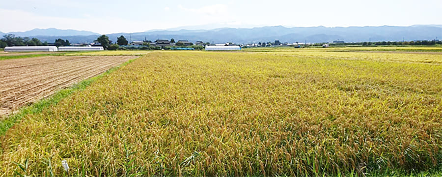 山形の米いのちの壱