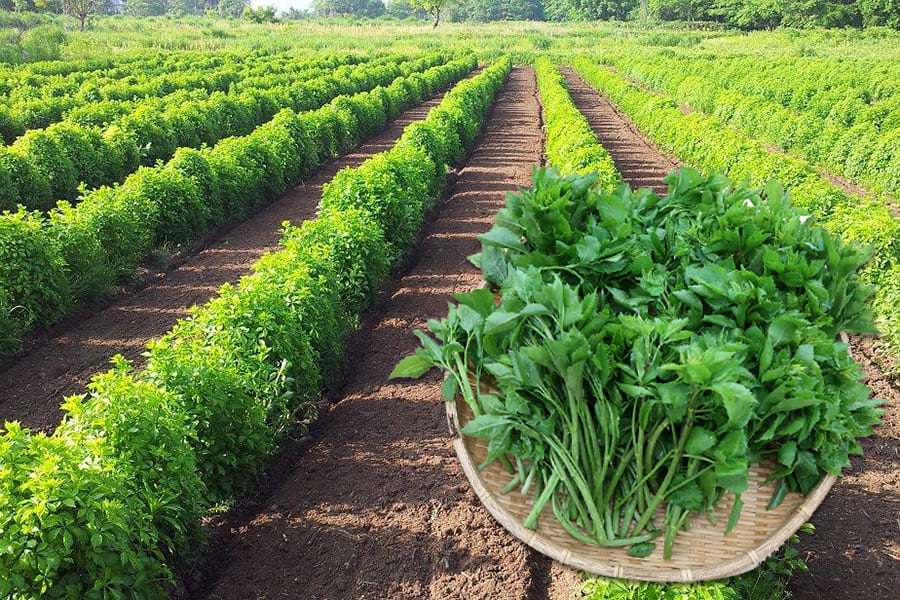 山形の伝統野菜うこぎ菜400g