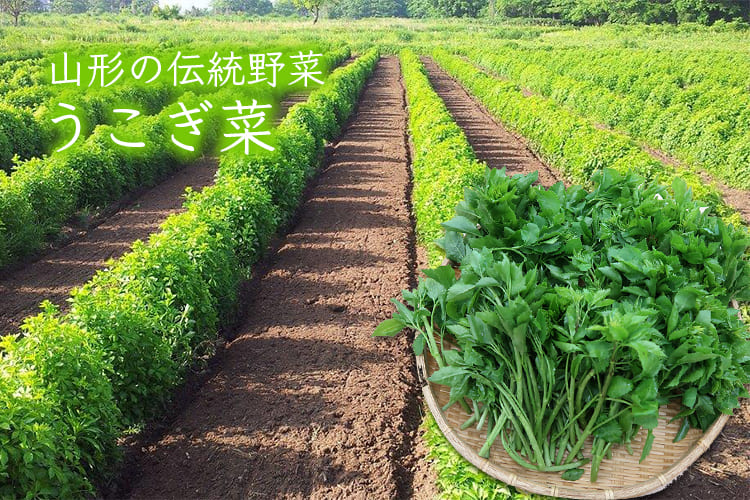 山形の伝統野菜うこぎ菜400g 山形の伝統野菜うこぎ菜400g
