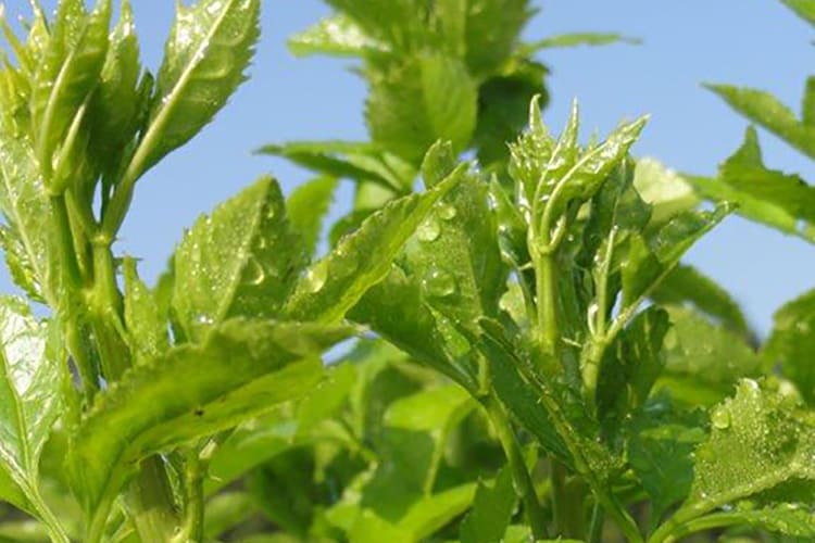 山形の伝統野菜うこぎ菜400g