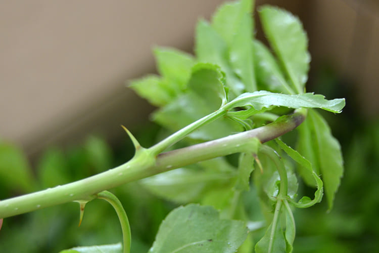 山形の伝統野菜うこぎ菜400g